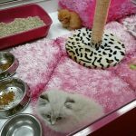 shop World of Pets photo 1