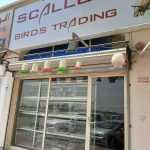 trading shop Scallop Birds photo 1