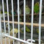 pet shop Canary Land photo 1